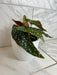 The Plant Farm® Houseplants Begonia Maculata, 6" Plant