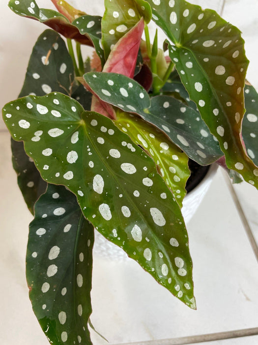 The Plant Farm® Houseplants Begonia Maculata, 6" Plant