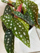 The Plant Farm® Houseplants Begonia Maculata, 6" Plant