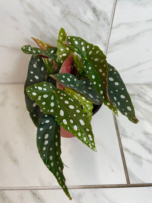 The Plant Farm® Houseplants Begonia Maculata, 6" Plant