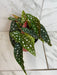 The Plant Farm® Houseplants Begonia Maculata, 6" Plant