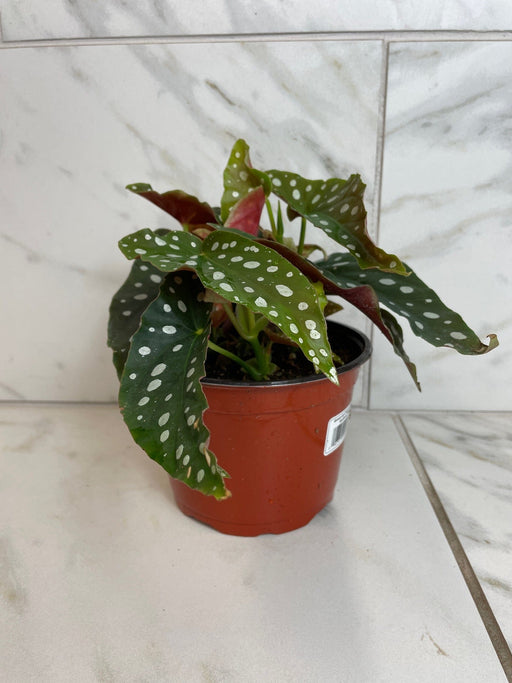 The Plant Farm® Houseplants Begonia Maculata, 6" Plant