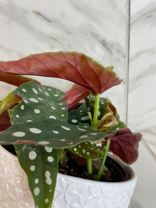 The Plant Farm® Houseplants Begonia Maculata, 6" Plant