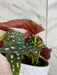 The Plant Farm® Houseplants Begonia Maculata, 6" Plant