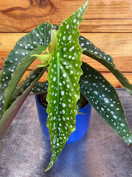 The Plant Farm® Houseplants Begonia Maculata Pink Spot, 2" Plant