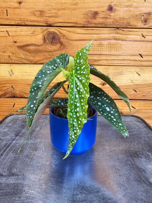 The Plant Farm® Houseplants Begonia Maculata Pink Spot, 2" Plant