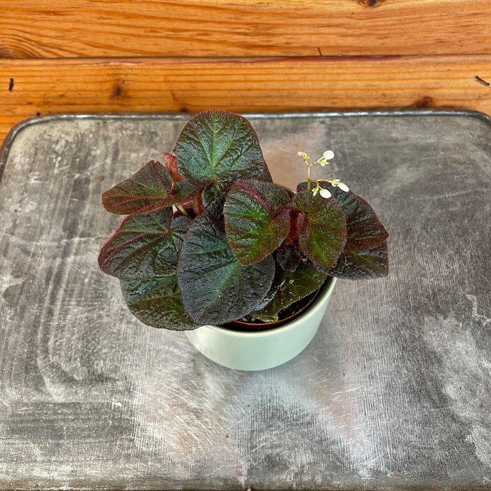 The Plant Farm® Houseplants Begonia Manaus, 2" Plant