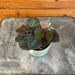 The Plant Farm® Houseplants Begonia Manaus, 2" Plant