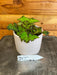 The Plant Farm® Houseplants Begonia Pemba 4" Plant