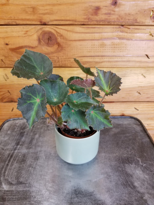 The Plant Farm® Houseplants Begonia Rex Boyfriend, 2" Plant