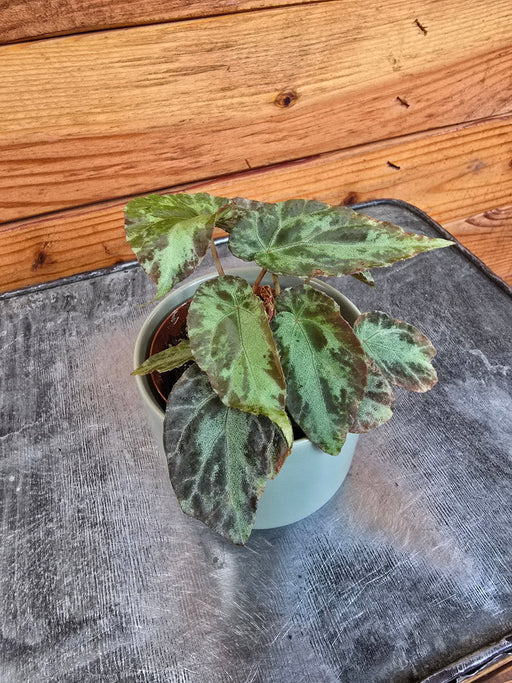 The Plant Farm® Houseplants Begonia Rex Burkillii, 2" Plant