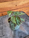 The Plant Farm® Houseplants Begonia Rex Burkillii, 2" Plant