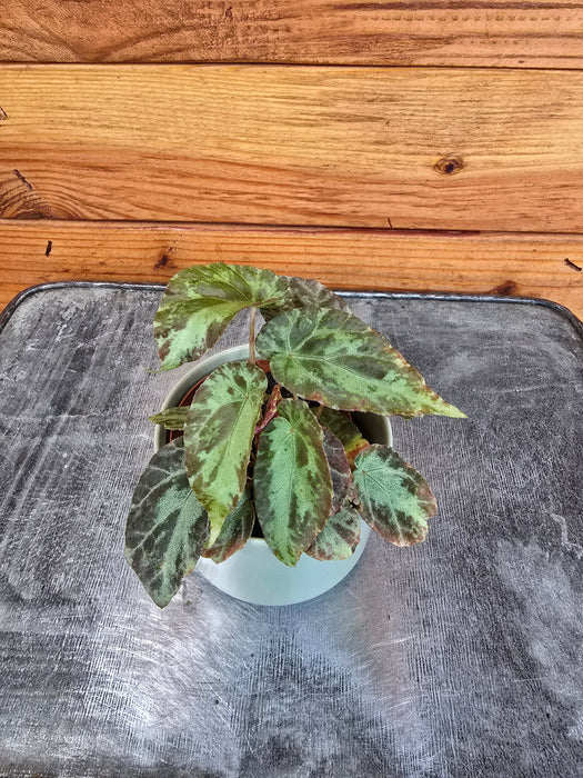 The Plant Farm® Houseplants Begonia Rex Burkillii, 2" Plant