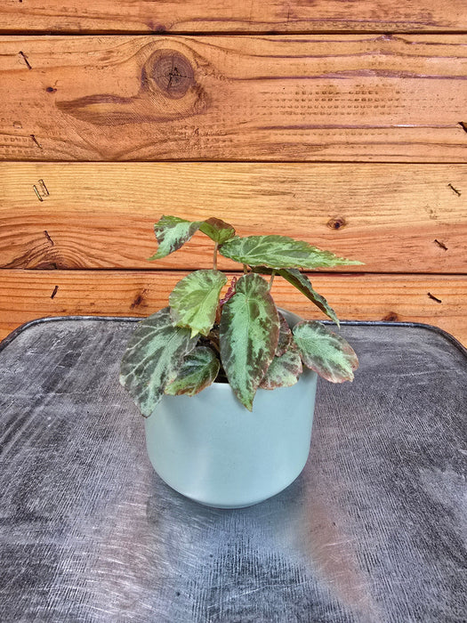 The Plant Farm® Houseplants Begonia Rex Burkillii, 2" Plant