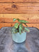 The Plant Farm® Houseplants Begonia Rex Burkillii, 2" Plant