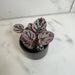 The Plant Farm® Houseplants Begonia Rex Chayo, 2" Plant