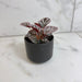 The Plant Farm® Houseplants Begonia Rex Chayo, 2" Plant