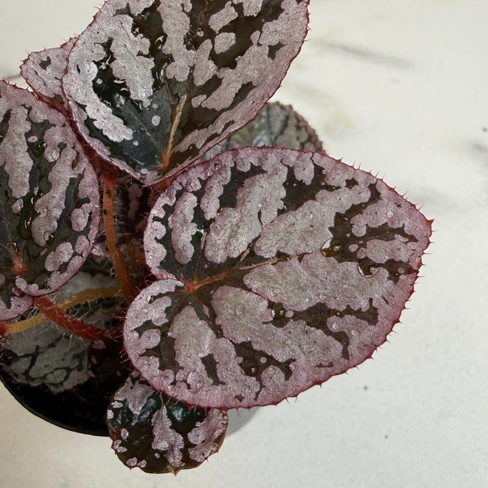 The Plant Farm® Houseplants Begonia Rex Chayo, 2" Plant