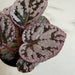 The Plant Farm® Houseplants Begonia Rex Chayo, 2" Plant