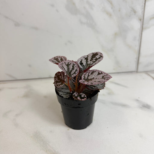 The Plant Farm® Houseplants Begonia Rex Chayo, 2" Plant