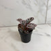 The Plant Farm® Houseplants Begonia Rex Chayo, 2" Plant