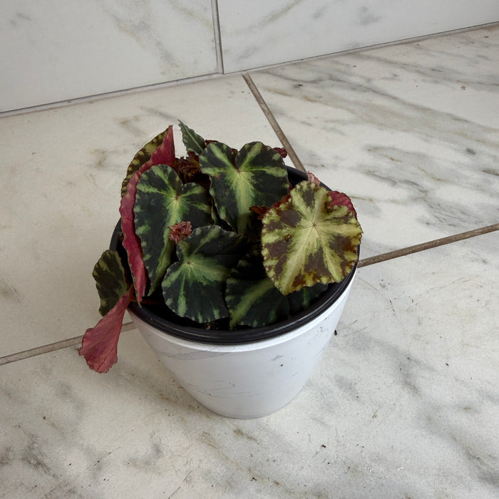 The Plant Farm® Houseplants Begonia Rex Cleopatrae Botanic, 4" Plant