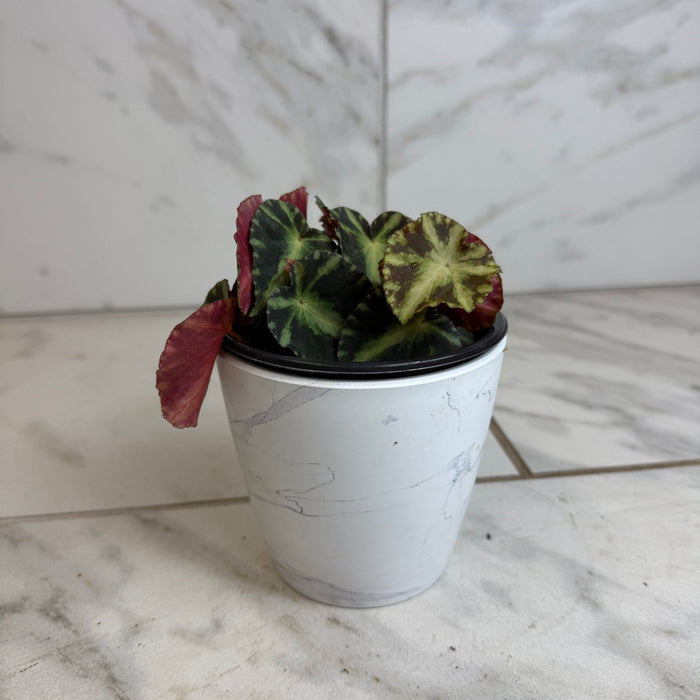 The Plant Farm® Houseplants Begonia Rex Cleopatrae Botanic, 4" Plant