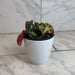 The Plant Farm® Houseplants Begonia Rex Cleopatrae Botanic, 4" Plant