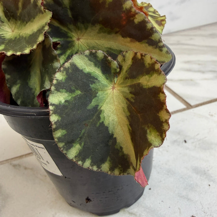 The Plant Farm® Houseplants Begonia Rex Cleopatrae Botanic, 4" Plant