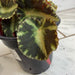 The Plant Farm® Houseplants Begonia Rex Cleopatrae Botanic, 4" Plant