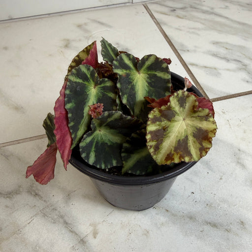 The Plant Farm® Houseplants Begonia Rex Cleopatrae Botanic, 4" Plant