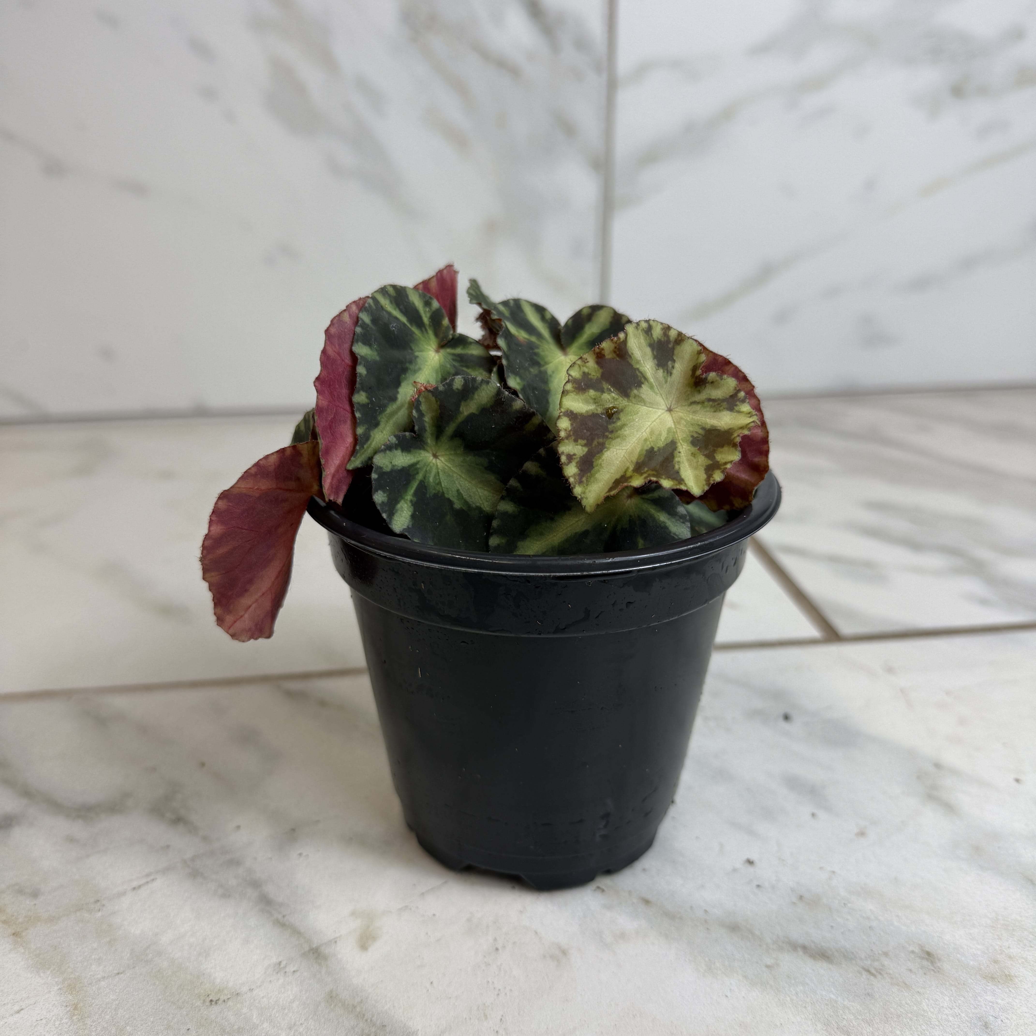 Begonia Rex Cleopatrae Botanic, 4