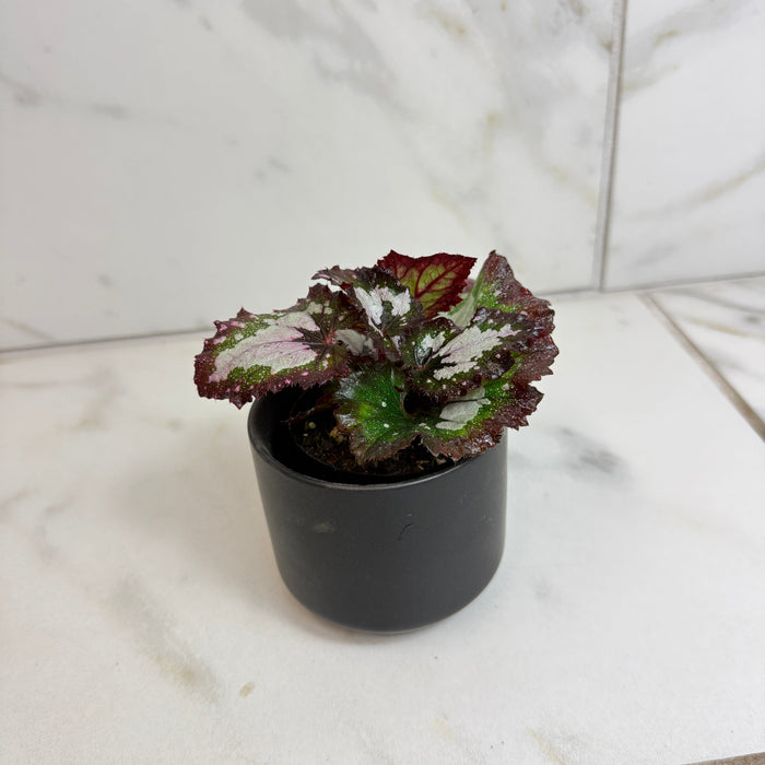 The Plant Farm® Houseplants Begonia Rex Festive Paisley, 2" Plant