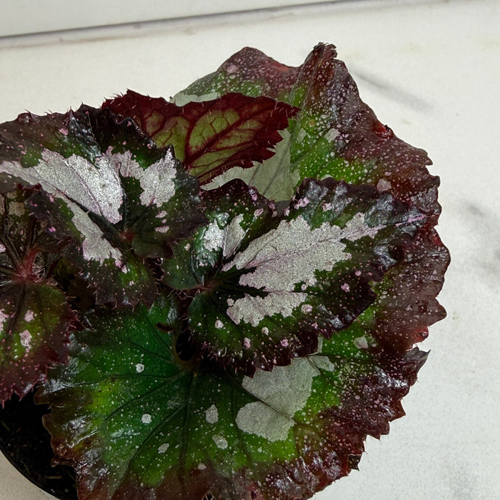 The Plant Farm® Houseplants Begonia Rex Festive Paisley, 2" Plant