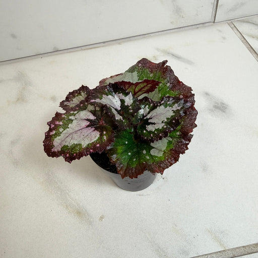 The Plant Farm® Houseplants Begonia Rex Festive Paisley, 2" Plant