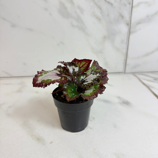 The Plant Farm® Houseplants Begonia Rex Festive Paisley, 2" Plant