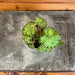 The Plant Farm® Houseplants Begonia Rex Froggy, 2" Plant