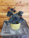 The Plant Farm® Houseplants Begonia Rex Gift Set! Get all 3 -Begonia Rex Dew Drop, Begonia Rex Seychelles, and Begonia Rex Zanzibar, 4" Plant
