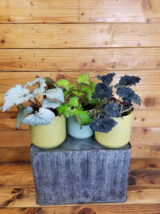 The Plant Farm® Houseplants Begonia Rex Gift Set! Get all 3 -Begonia Rex Dew Drop, Begonia Rex Seychelles, and Begonia Rex Zanzibar, 4" Plant