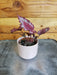The Plant Farm® Houseplants Begonia Rex Jurassic Red Splash, 2" Plant