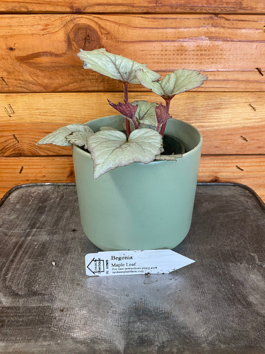 The Plant Farm® Houseplants Begonia Rex Maple Leaf, 4" Plant