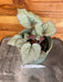 The Plant Farm® Houseplants Begonia Rex Maple Leaf, 4" Plant