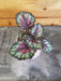 The Plant Farm® Houseplants Begonia Rex Painted Pallet, 2" Plant