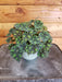 The Plant Farm® Houseplants Begonia Rex Polar Shadows, 2" Plant
