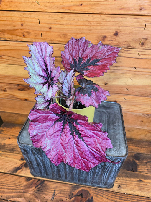 The Plant Farm® Houseplants Begonia Rex Ruby Slippers, 4" Plant