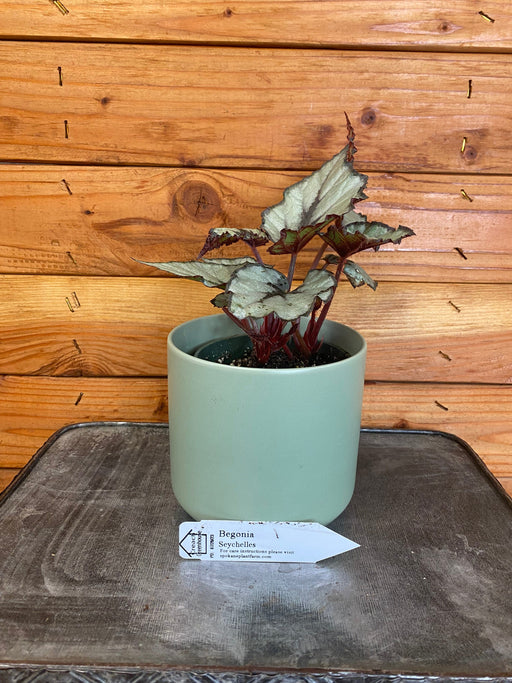 The Plant Farm® Houseplants Begonia Rex Seychelles, 4" Plant