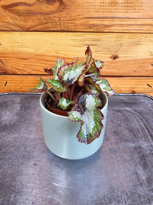 The Plant Farm® Houseplants Begonia Rex Spitfire King, 2" Plant