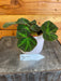 The Plant Farm® Houseplants Begonia Soli Mutata, 4" Plant
