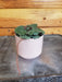 The Plant Farm® Houseplants Begonia Strawberry Dark Form, 2" Plant