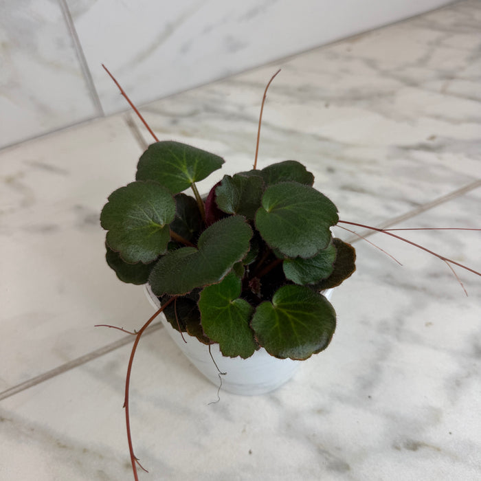 The Plant Farm® Houseplants Begonia Strawberry Dark Form, 4" Plant